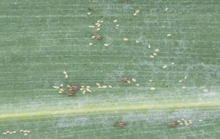 Picture of several alates and wingless sugarcane aphid offspring