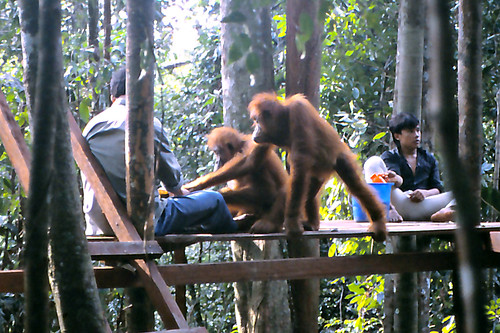 travel sumatra indonesia geotagged asia southeastasia orangutan ape primate canoscan 1990 slidescan sumatera bukitlawang bohorok geomapped lindadevolder