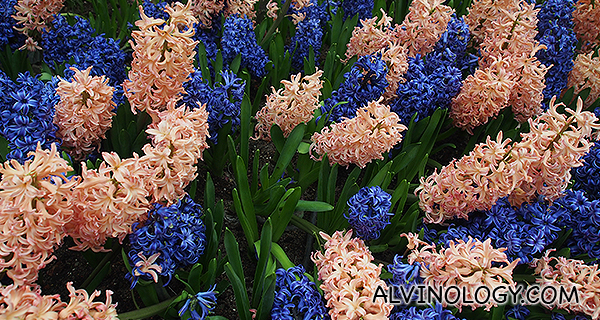 Colourful hyacinths 