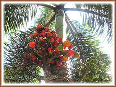 Wodyetia bifurcada's (Foxtail Palm) cluster of fruits, 6 Feb 2014