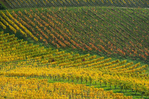autumn österreich nikon herbst vineyards nikkor vr afs steiermark weinberge südsteiermark 1685 2013 gamlitz d7100 southstyria