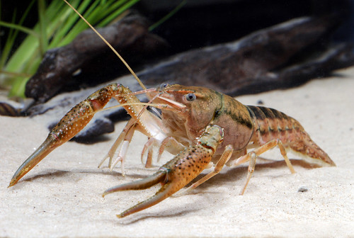 Crayfish, like this Procambarus hayi are freshwater crustaceans, and live in rivers and streams. (U.S. Forest Service/Chris Lukhaup)