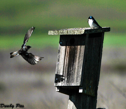 county bird sonoma parks petaluma swallow regional tolaylakeregionalpark