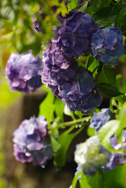 朝露に濡れる紫陽花