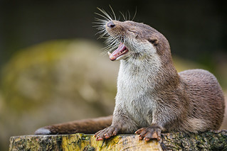 Laughing otter