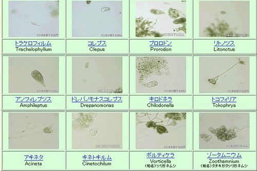 下水道微生物在顯微鏡下的真相（來源：東京都下水道局）