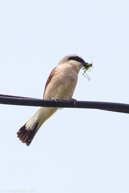 Shrike carying grasshoper for its youngers