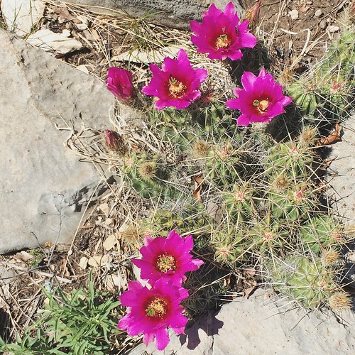 cactus usa flower texas bloom pitaya kerrcounty yoranch