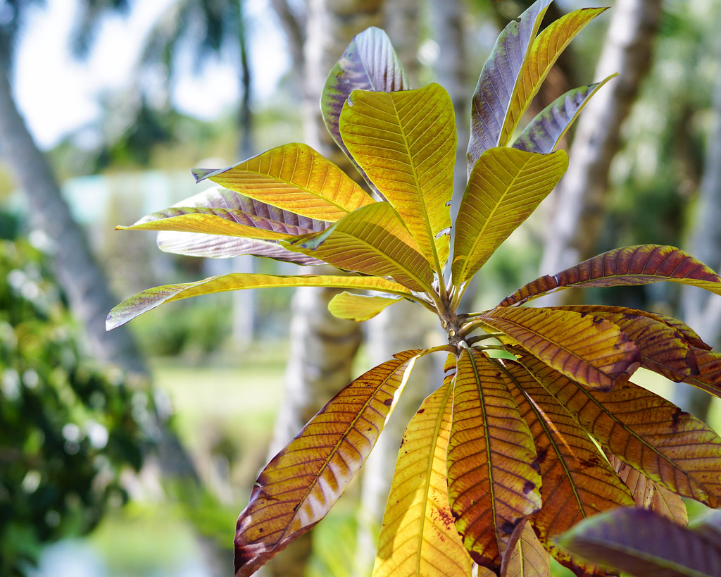 Mamey Sapote Palma Sola Botanical Gardens Bradenton Flor Flickr