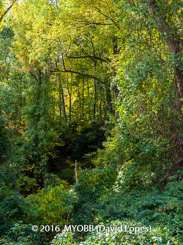 em1 hartshorne hartshornewoods hartshornewoodspark nj newjersey omd olympus fall foliage leaf park