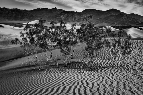 bw blackwhite blackandwhite bushes deathvalley deathvalleynationalpark dunes dvnp mesquitedunes monochrome nationalpark park sand sanddunes sunrise vegetation stovepipewells california unitedstates us