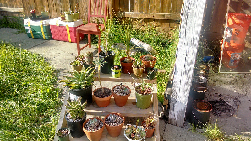 My old plant stand still full of plants.