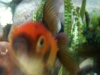An inquisitive fish