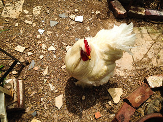 Walter the Rooster