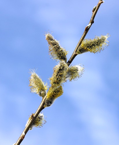 flowers blue trees sky yellow closeup canon spring branch seasons zoom willows catkins pussywillows signsofspring