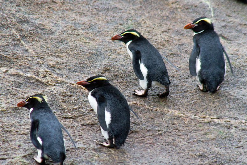 33569-Snares-Island-penguins