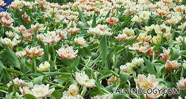 Tulips with wide open petals 