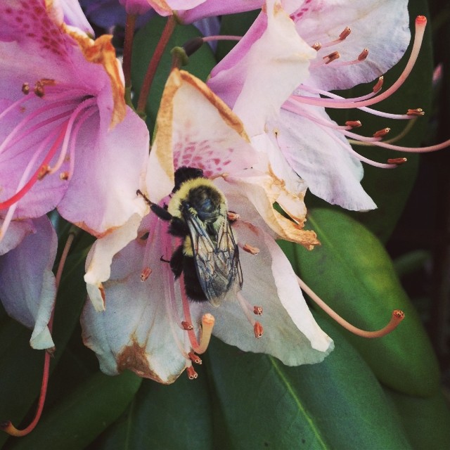 Pretty much makes my day when a bee finds its way up to the rooftop and hangs out in the garden.  This bee has been back for a few days now, I totally they want to be friends! #bee #pollen #flower  #rhododendron #friends #bff #vegetablegarden #garden #gar