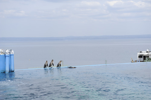 penguin aquarium nikon 水族館 nanao ishikawa ペンギン 石川 のとじま水族館 七尾 d3s afszoomnikkor2470mmf28ged notojimaaquarium