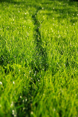 grass pentax bokeh path saxony lawn wiese sachsen weg rasen k30 pentaxlife