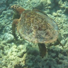 Leatherback Turtle taken on the house reef at Kunfunadhoo island (Soneva Fushi)