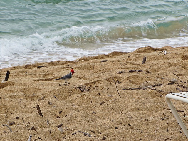 little bird on the beach