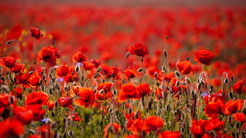 red flower nature field garden natur feld poppy poppies garten klatschmohn mohnblume papaverrhoeas