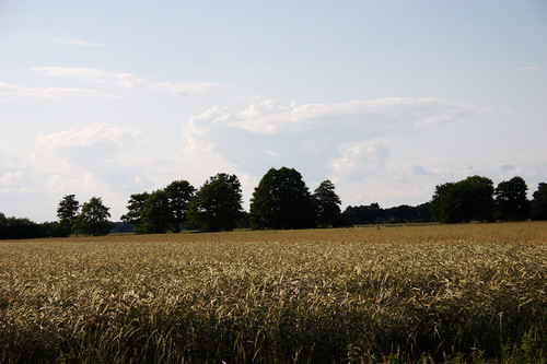 summer field barley sommer feld gerste