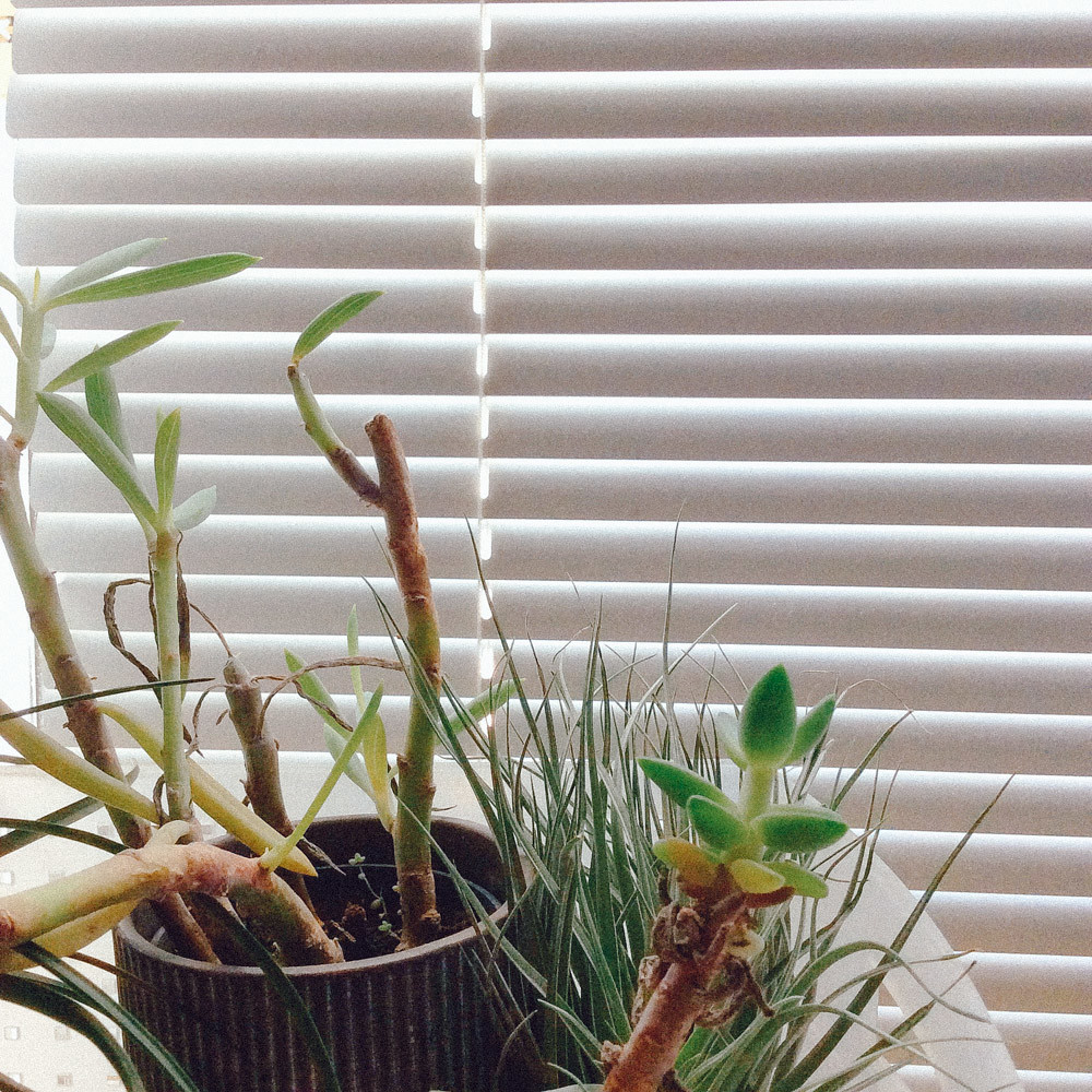 morning plants