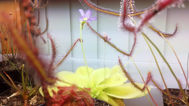 Pinguicula gigantea with a flower that needs to be pollinated.