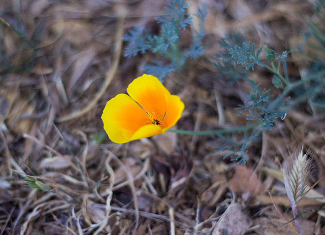 gold and orange California poppy