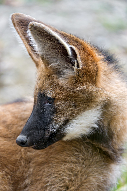 Young maned wolf with head on the side