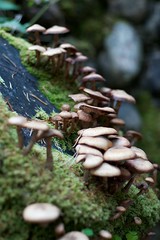 Eighe Wild Mushrooms