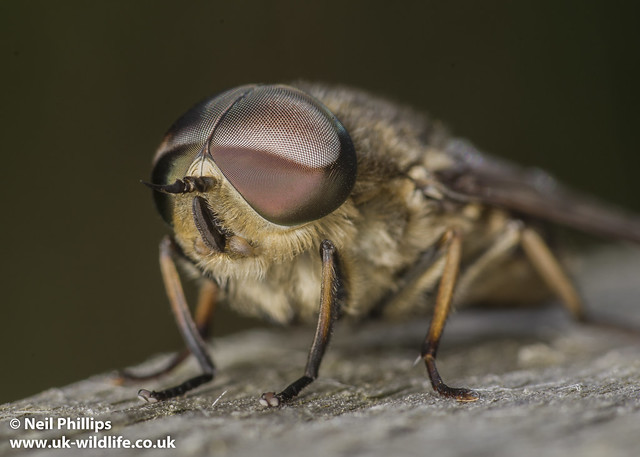 Tabanus Giant horsefly close up-7