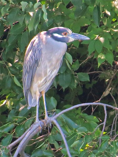 Yellow-crowned Night-heron at Kaufman Lake in Champaign, IL 02