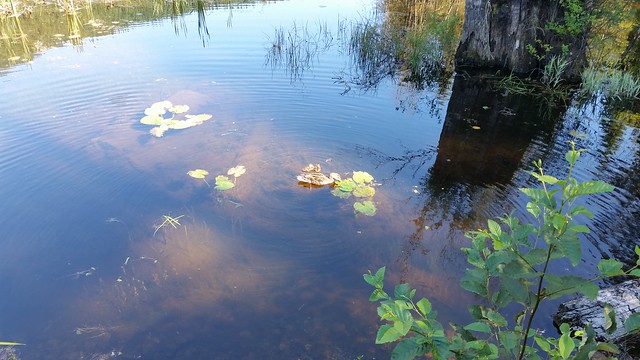 Ducklings at Buntzen Lake