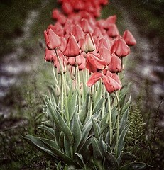 Tulip Festival #mountvernon #mtvernon #tulipfest #tulipfestival #red #tulipfields #redtulips #skagitcounty #skagitvalley #washington #pnw #flora #flowers #blossoms #blooms #agriculture #agricultural #field #farmland #evergreenstate #nature #naturesbeauty