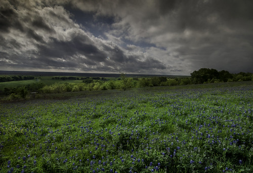 bluebonnets texas wildflowers ruraltexas ruraltown america overcast clouds