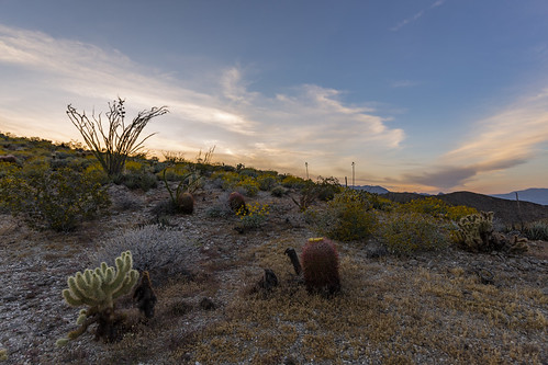 california californiastateparks desert sunset clouds sky wildflowers anzaborrego anzaborregodesertstatepark cactus