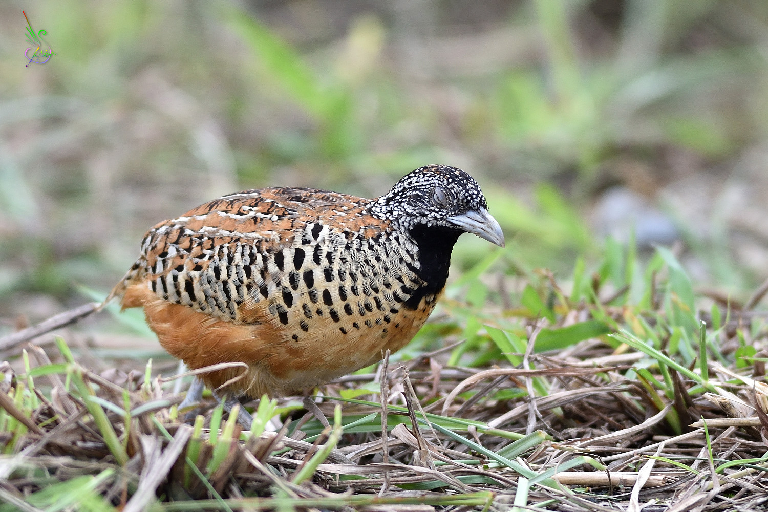 Barred_Buttonquail_3444