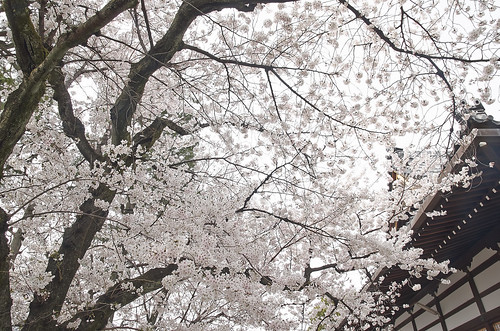 【写真】2014 桜 : 本満寺/2021-05-28/IMGP5686