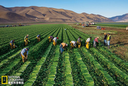 在美國加州格林非附近的巴塞提家族農場上，工人收成芹菜準備送往美國和亞洲的零售通路。被稱為「美國沙拉碗」的沙利納斯谷仰賴地下水灌溉，但目前的旱象若持續下去將威脅到灌溉用水。攝影：George Steinmetz；圖片提供：《國家地理》雜誌中文版2014年5月號