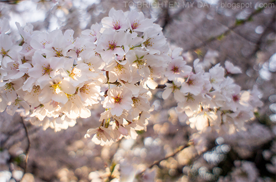 DC cherry blossoms @ tidal basin (2014)