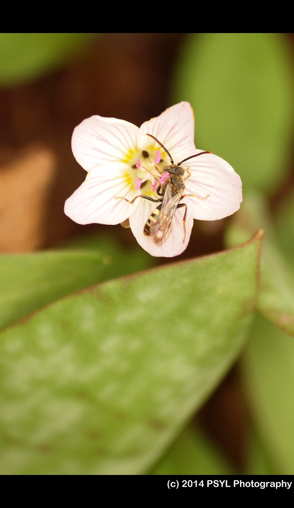 Spring beauty (Claytonia sp.) visited by Nomada bee