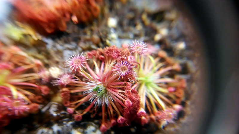 Drosera pygmaea close up.