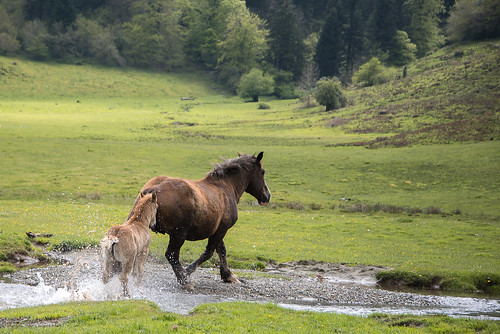 horse caballo pyrénées chevaux poulain aquitaine béarn bénou coldemarieblanque alainnunez chevauxmontagne