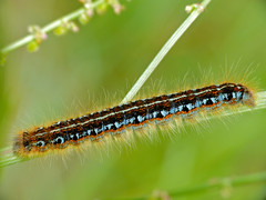 Ground Lackey (Malacosoma castrensis) caterpillar - Photo of Marnhagues-et-Latour