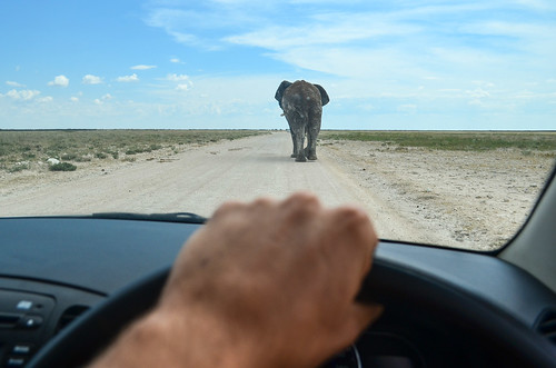 Elephant on the road, Etosha NP