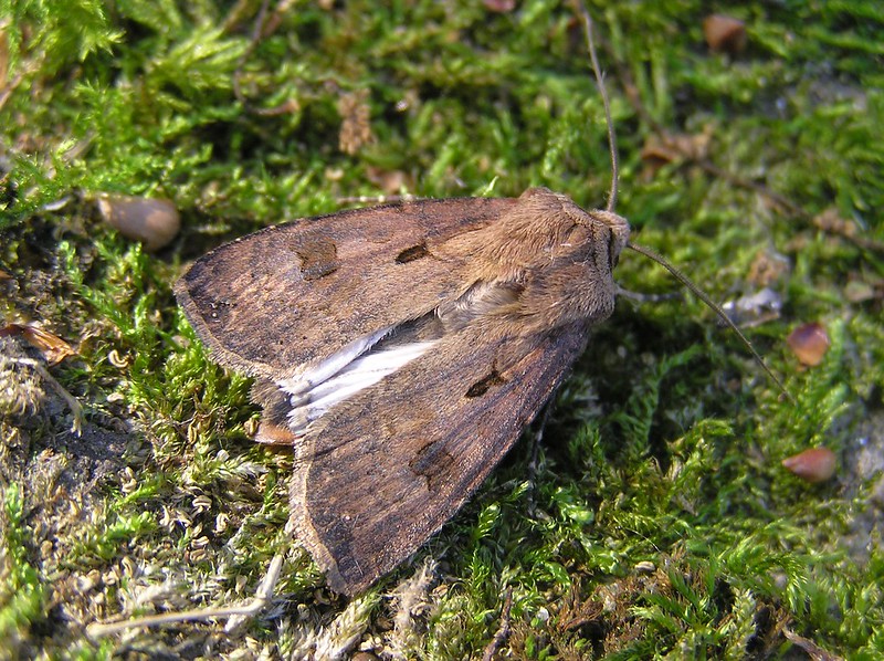 Agrotis exclamationis - Le Point d'Exclamation  14062546927_75315f1c06_c
