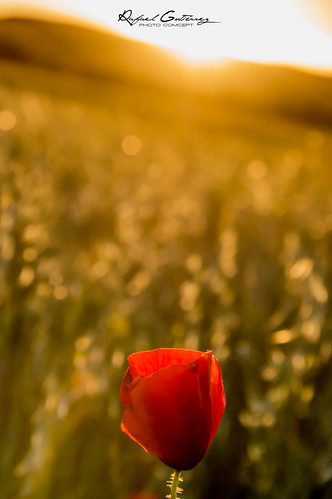 flores sol atardecer rojo flor ocaso dorado amapola sembrado